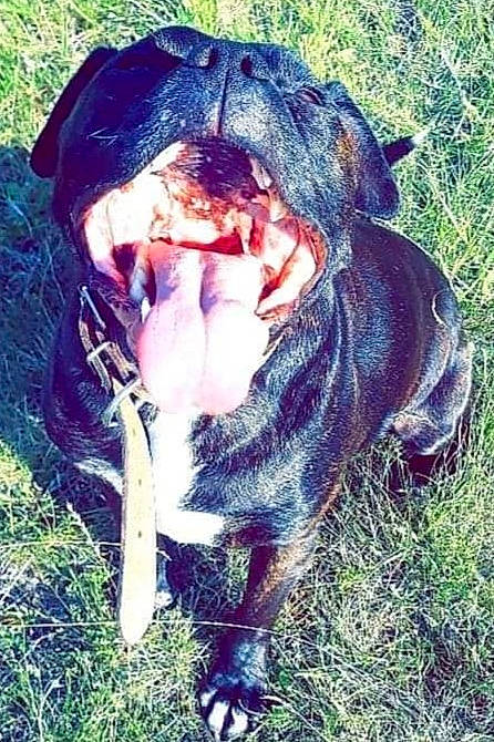 Kaïzer participe au concours pour gagner de l'argent avec cette photo : american_pit_bull_terrier, american_staffordshire_terrier, bandog, bulldog, canidae, carnivore, dog, dog_breed, neapolitan_mastiff, non_sporting_group, snout