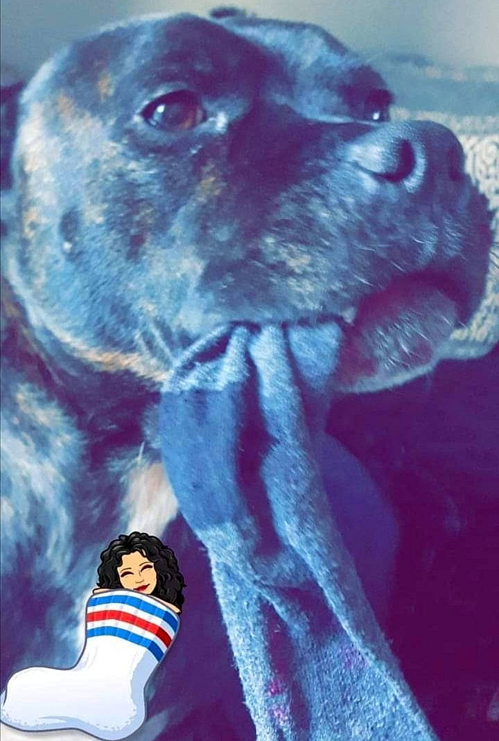 Kaïzer a rejoint le concours — aidez-le/la à gagner de superbes lots ! boxer, cane_corso, canidae, carnivore, dog, dog_breed, non_sporting_group, pointer, puppy, snout, sporting_group