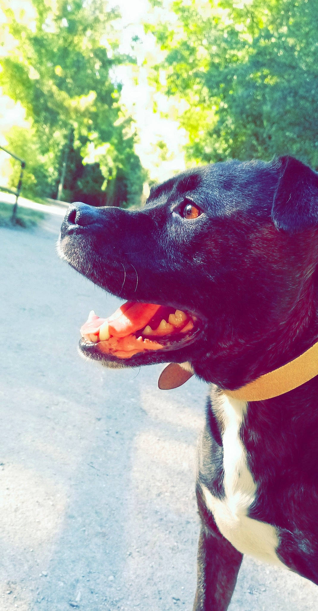 Kaïzer participe au concours pour gagner de l'argent avec cette photo : alaunt, american_pit_bull_terrier, american_staffordshire_terrier, bandog, bully_kutta, cane_corso, canidae, carnivore, cordoba_fighting_dog, dog, dog_breed, fawn, mammal, non_sporting_group, nose, pit_bull, snout, sporting_group, staffordshire_bull_terrier, vertebrate