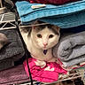 Dude joined the competition — help win amazing prizes! cat, towels, folded_towels, white_cat, gray_cat, shelf, wire_shelf, indoor, pet, curious, resting, cozy, stacked_towels, household, laundry_room, pink_towel, blue_towel, gray_towel, purple_towel, sitting