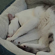Dude joined the competition — help win amazing prizes! cat, sleeping, pet_bed, cozy, white_fur, gray_fur, indoor, resting, animal, paw, fur, cute, domestic_cat, relaxation, comfort, bed, feline, soft_texture, curled_up, quiet