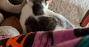 Dude joined the competition — help win amazing prizes! cat, carpet, cat_tunnel, wooden_furniture, blanket, indoor, pet, resting, cozy, floor, furniture_leg, white_and_gray_cat, soft_texture, home, relaxed, animal, laying_down, domestic_cat, quiet, comfortable