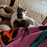 cat, carpet, cat_tunnel, wooden_furniture, blanket, indoor, pet, resting, cozy, floor, furniture_leg, white_and_gray_cat, soft_texture, home, relaxed, animal, laying_down, domestic_cat, quiet, comfortable