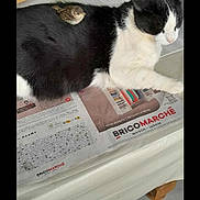 Kiero participe au concours pour gagner de l'argent avec cette photo : animal, avian, bird, black_and_white, cat, companion, cute, domestic, feathers, friendship, fur, indoor, mammal, newspaper, pet, quiet, relaxing, resting, table, unusual