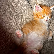 Hoshi is registered to the contest to win money with this photo: adorable, animal, closeup, couch, cozy, cute, domestic_cat, fluffy, fur, indoor, kitten, orange_cat, pet, pink_paws, relaxing, resting, sleeping, texture, white_cat, young_cat