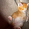 adorable, animal, closeup, couch, cozy, cute, domestic_cat, fluffy, fur, indoor, kitten, orange_cat, pet, pink_paws, relaxing, resting, sleeping, texture, white_cat, young_cat