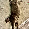 Smokie is registered to the contest to win money with this photo: animal, brown, carpet, cat, claws, cute, domestic_animal, feline, floor, fur, indoor, pet, playful, relaxing, sleepy, stretching, tabby, toy, whiskers, wooden_floor