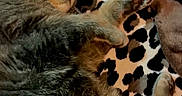 Smokie joined the competition — help win amazing prizes! animal, blanket, cat, cozy, cute, domestic, feline, fur, indoor, leopard_print, mammal, nap, paw, pet, relaxed, resting, sleeping, soft, tabby, whiskers