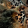 animal, blanket, cat, cozy, cute, domestic, feline, fur, indoor, leopard_print, mammal, nap, paw, pet, relaxed, resting, sleeping, soft, tabby, whiskers