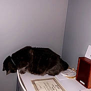Smokie joined the competition — help win amazing prizes! animal, black_cat, cat, certificate, curious, curled_up, desk, domestic_cat, furniture, gray_wall, indoor, office, paper, pet, quiet, side_view, still_life, table, white_desk, wooden_box