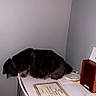animal, black_cat, cat, certificate, curious, curled_up, desk, domestic_cat, furniture, gray_wall, indoor, office, paper, pet, quiet, side_view, still_life, table, white_desk, wooden_box