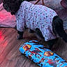 Smokie joined the competition — help win amazing prizes! animal, cat, clothing, curious, decor, flooring, furniture, gray_cat, home, indoor, looking_back, pajamas, pet, pillow, pink_elephant, plush_toy, rug, soft_lighting, spiderman, wooden_floor