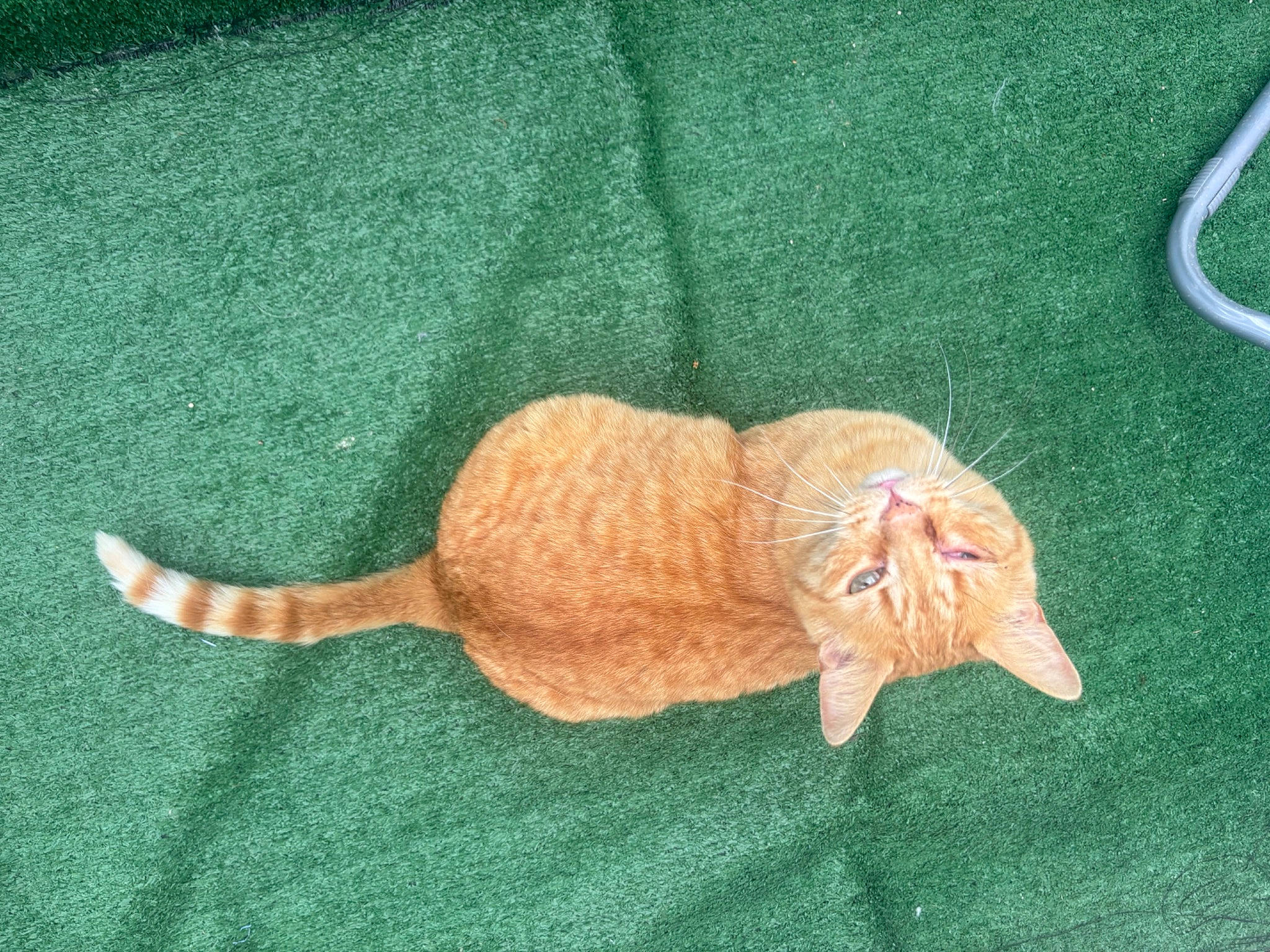 Timou a rejoint le concours — aidez-le/la à gagner de superbes lots ! art, carnivore, cat, claw, domestic_short_haired_cat, drawing, fawn, felidae, fur, grass, line, linens, pattern, peach, small_to_medium_sized_cats, tail, thread, visual_arts, whiskers, wood