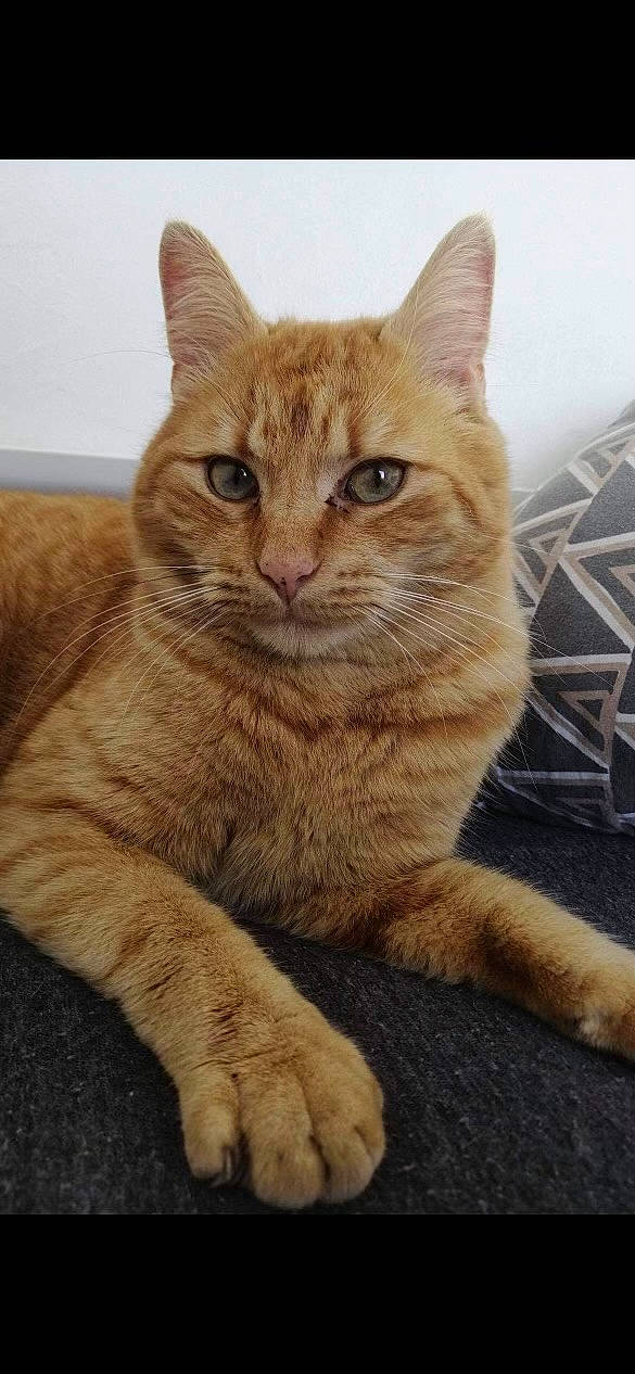 Timou a rejoint le concours — aidez-le/la à gagner de superbes lots ! carnivore, cat, claw, domestic_short_haired_cat, eye, fawn, felidae, fur, paw, small_to_medium_sized_cats, snout, tail, terrestrial_animal, whiskers, wildlife