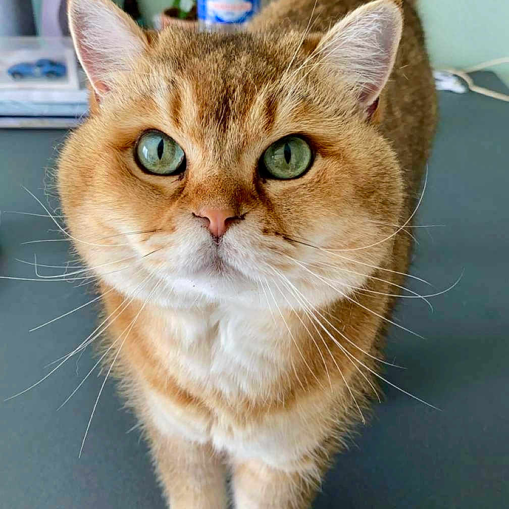 Ori participe au concours pour gagner de l'argent avec cette photo : abyssinian, angora, animal, cat, kitten, manx, pet, plant, pottedplant