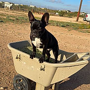Lucy is registered to the contest to win money with this photo: dog, french_bulldog, wheelbarrow, hay, outdoor, rural, sunny, blue_sky, animal, pet, fence, ground, dirt, vehicle, farm, ear, black_dog, daytime, plastic, grass