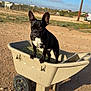 dog, french_bulldog, wheelbarrow, hay, outdoor, rural, sunny, blue_sky, animal, pet, fence, ground, dirt, vehicle, farm, ear, black_dog, daytime, plastic, grass