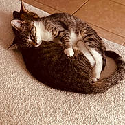 Willow is registered to the contest to win money with this photo: cat, cats, tabby_cat, sleeping_cat, curled_up, cuddle, pet, indoor, carpet, tile_floor, tail, whiskers, fur, nap, cozy, animal, feline, paws, resting, companions