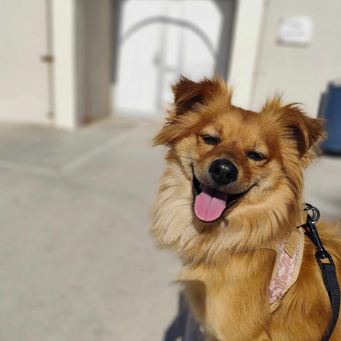 Maya participe au concours pour gagner de l'argent avec cette photo : animal, canine, close_up, cute, daylight, dog, fluffy, friendly, fur, golden, happy, harness, leash, mammal, outdoor, pet, portrait, smiling, sunlight, tongue_out