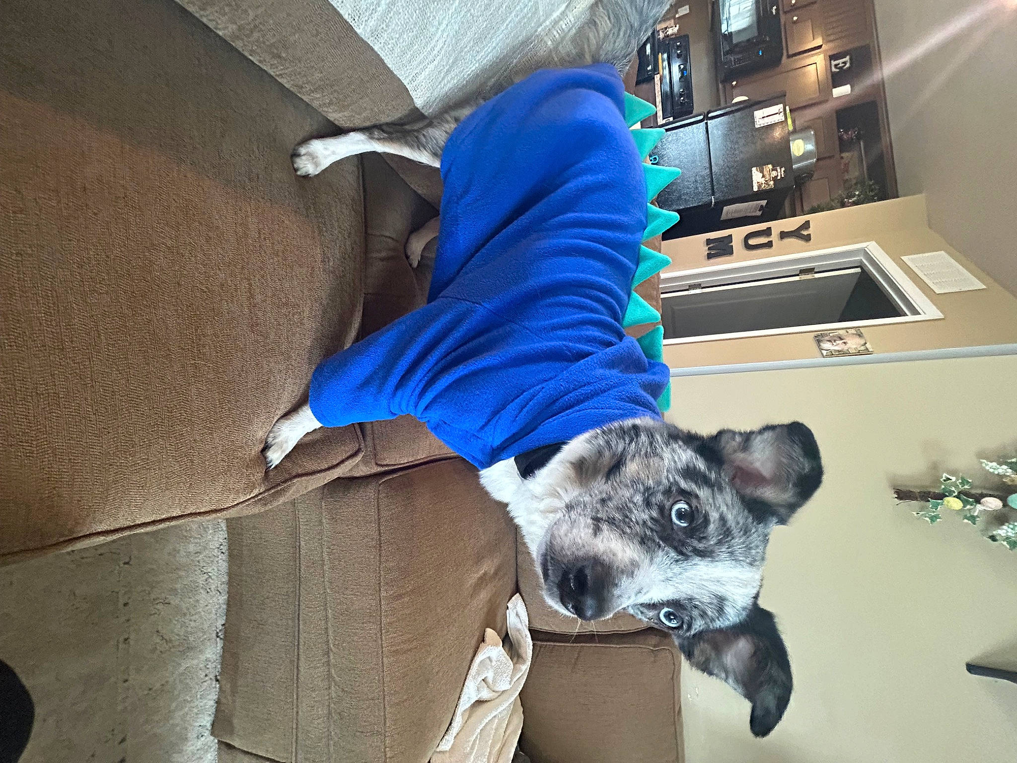 Rylie is registered to the contest to win money with this photo: canidae, carnivore, comfort, companion_dog, couch, dog, dog_breed, dog_supply, electric_blue, flooring, fur, gadget, grey, machine, non_sporting_group, room, sitting, sporting_group, whiskers, working_animal