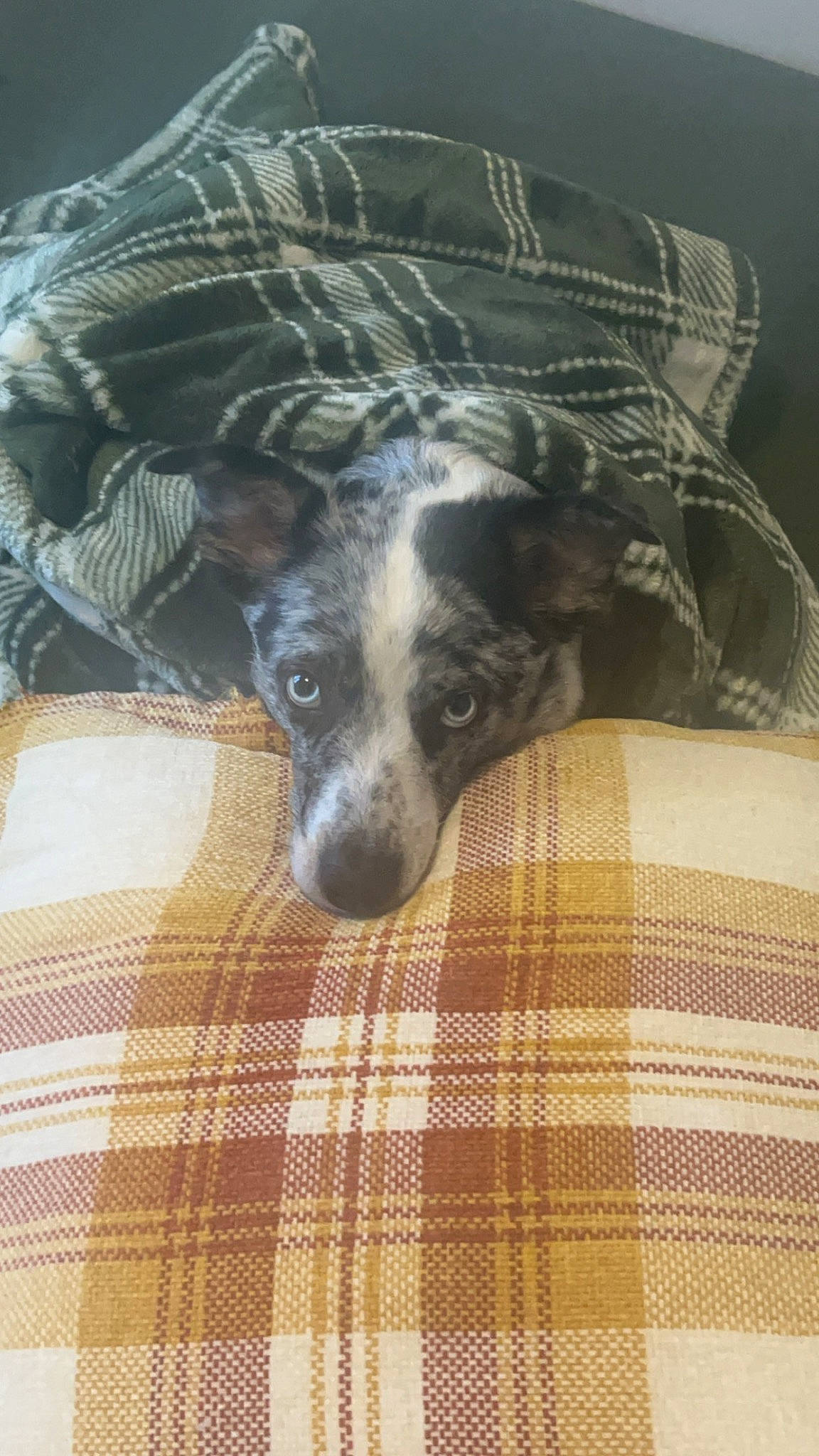 Rylie is registered to the contest to win money with this photo: carnivore, comfort, companion_dog, couch, dog, dog_breed, dog_supply, fur, grey, linens, pattern, plaid, puppy, sporting_group, tartan, terrestrial_animal, whiskers, wood, working_animal, woven_fabric