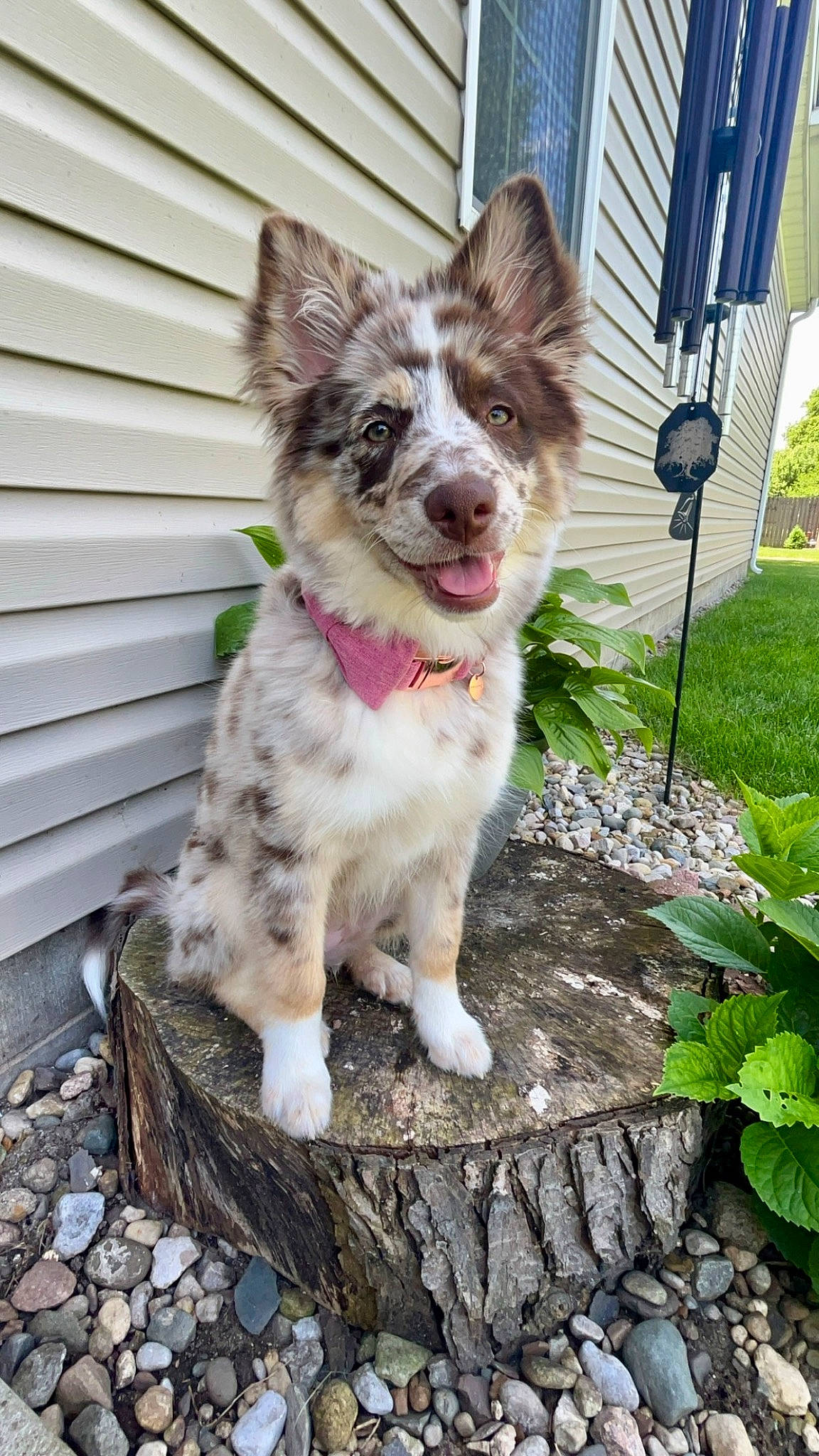 Aurora is registered to the contest to win money with this photo: canidae, carnivore, companion_dog, dog, dog_breed, flag, fur, gardening, grass, herb, plant, spaniel, tail, toy_dog, whiskers, working_animal, working_dog, yard