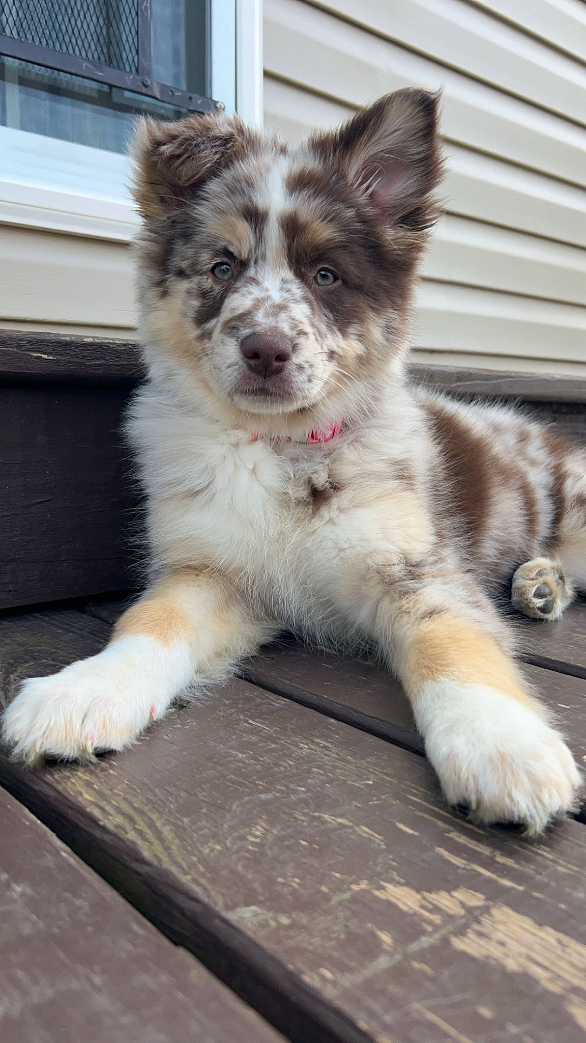 Aurora is registered to the contest to win money with this photo: ancient_dog_breeds, art, bored, canidae, carnivore, companion_dog, dog, dog_breed, fur, snout, sporting_group, tail, terrestrial_animal, whiskers, working_animal, working_dog