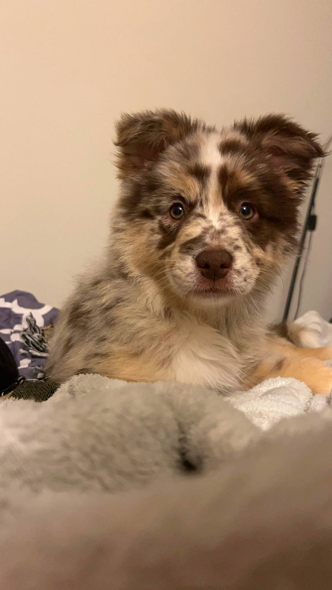 Aurora joined the competition — help win amazing prizes! australian_shepherd, canidae, carnivore, companion_dog, dog, dog_breed, fur, herding_dog, terrestrial_animal, toy_dog, whiskers, working_animal, working_dog