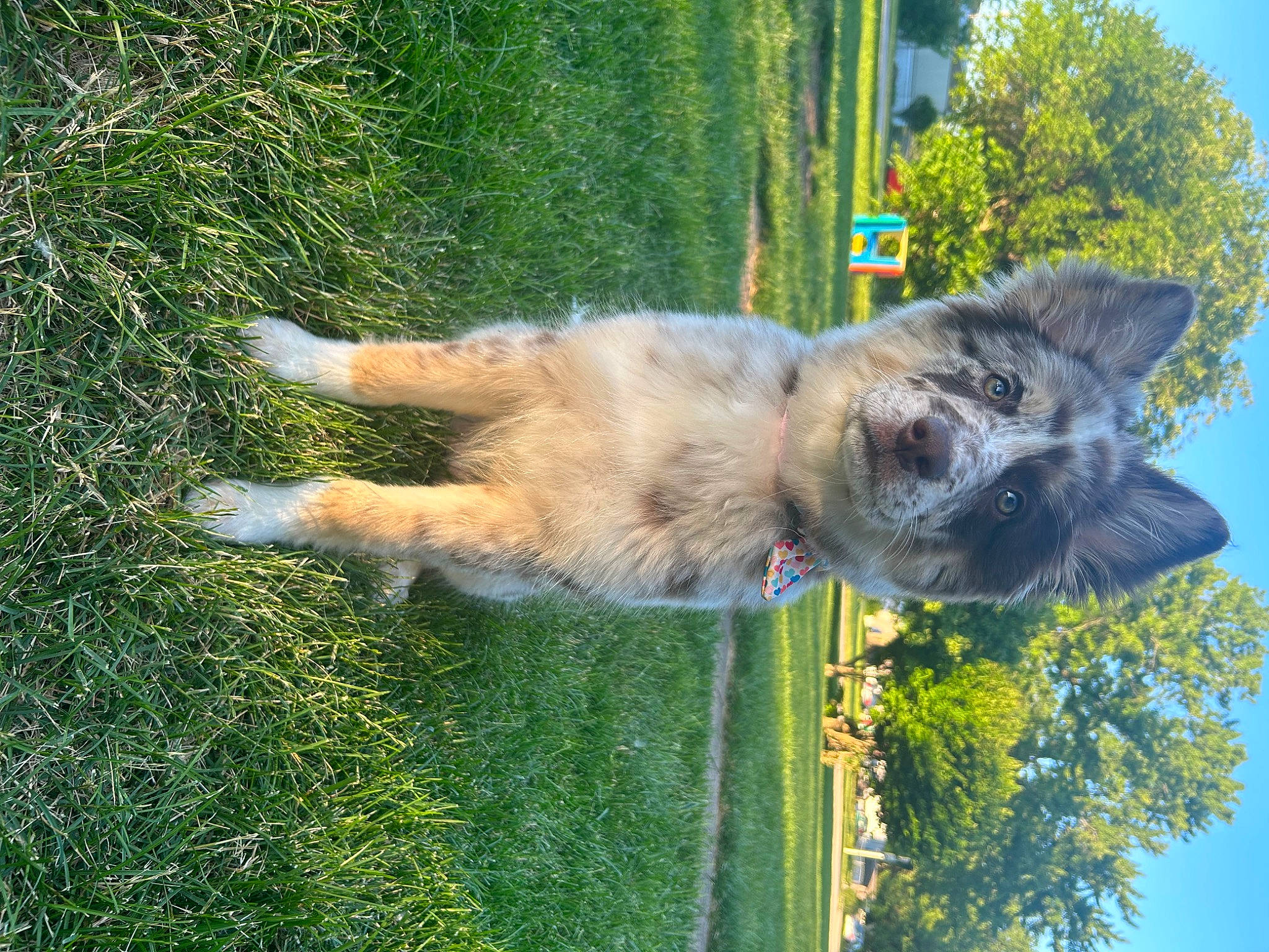 Aurora joined the competition — help win amazing prizes! canidae, carnivore, collar, companion_dog, dog, dog_breed, fawn, german_shepherd_dog, grass, livestock_guardian_dog, old_german_shepherd_dog, plant, sky, sporting_group, tail, tree, water, wildlife, working_animal, working_dog