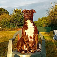 Sydney a rejoint le concours — aidez-le/la à gagner de superbes lots ! backyard, brown_dog, canine, date_stamp, dog, floppy_ears, front_facing, garden, golden_hour, grass, outdoor, pet, plastic_chair, portrait, shrubs, sitting, striped_socks, sunlight, trees, white_chest