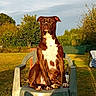 backyard, brown_dog, canine, date_stamp, dog, floppy_ears, front_facing, garden, golden_hour, grass, outdoor, pet, plastic_chair, portrait, shrubs, sitting, striped_socks, sunlight, trees, white_chest