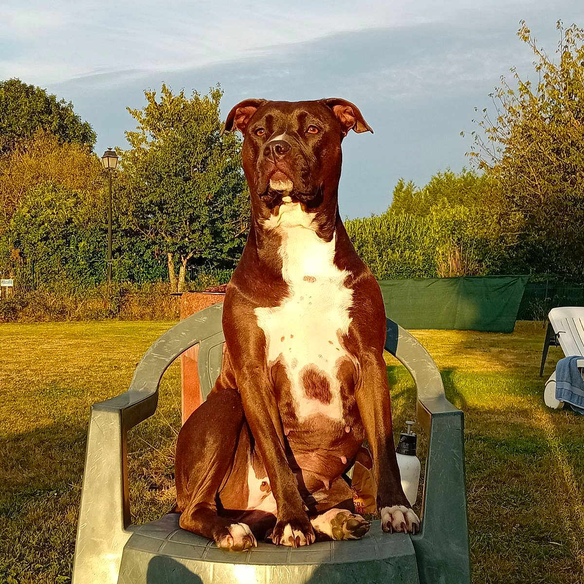Sydney a rejoint le concours — aidez-le/la à gagner de superbes lots ! backyard, brown_dog, canine, date_stamp, dog, floppy_ears, front_facing, garden, golden_hour, grass, outdoor, pet, plastic_chair, portrait, shrubs, sitting, striped_socks, sunlight, trees, white_chest