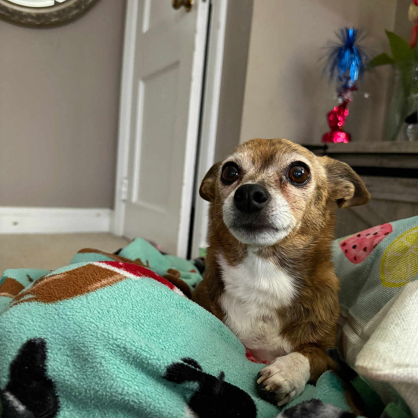 Gabbana joined the competition — help win amazing prizes! animal, architecture, beagle, blanket, building, canine, chihuahua, couch, dog, furniture, homedecor, hound, indoors, interiordesign, laundry, linen, livingroom, pet, puppy, terrier