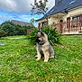 puppy, dog, grass, garden, house, fence, tree, bushes, sky, clouds, outdoor, pet, canine, collar, greenery, nature, young_dog, yard, summer, daytime