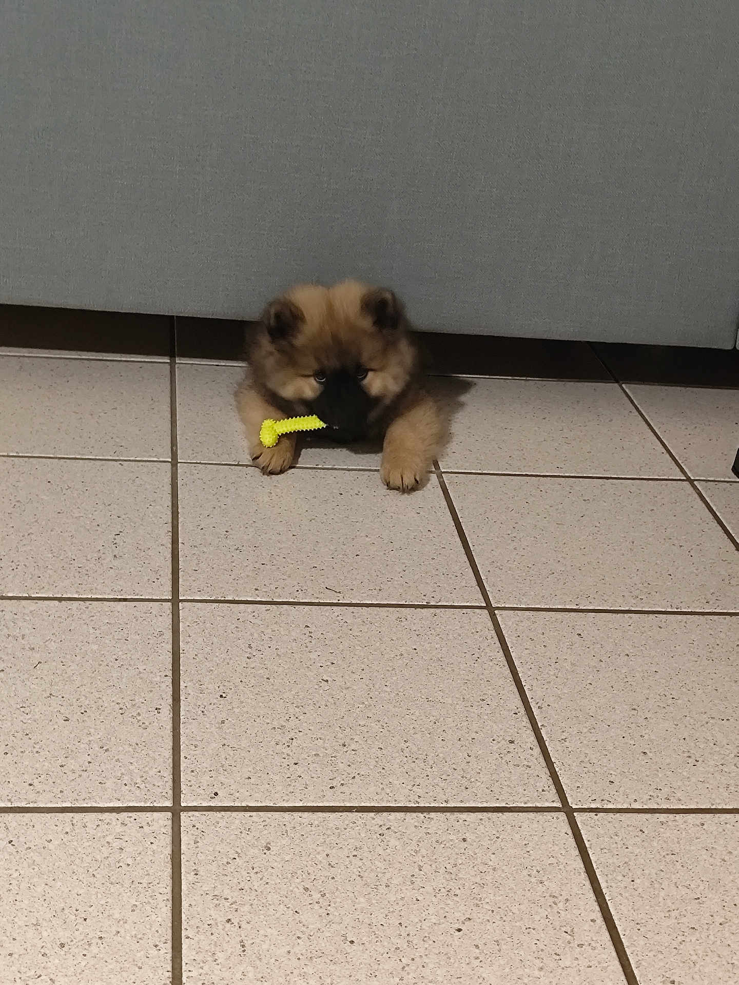 Aïka a rejoint le concours — aidez-le/la à gagner de superbes lots ! puppy, dog, toy, floor, tile, couch, indoor, pet, animal, cute, fluffy, playful, small, brown, black, paw, nose, mouth, young, home