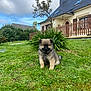 Aïka participe au concours pour gagner de l'argent avec cette photo : puppy, dog, grass, outdoor, house, fence, tree, sky, cloud, greenery, pet, cute, fluffy, nature, yard, animal, canine, small, young, domestic