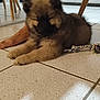 Aïka participe au concours pour gagner de l'argent avec cette photo : puppy, dog, indoor, floor, tile, toy, rope_toy, furniture, foot, brown, fluffy, pet, animal, young, cute, resting, canine, domestic, companion, relaxed