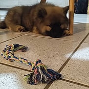 Aïka participe au concours pour gagner de l'argent avec cette photo : puppy, dog, toy, rope_toy, floor, tile_floor, indoor, wooden_chair, resting, blurred_background, furry, pet, animal, cute, lying_down, brown_fur, black_face, household, calm, cozy