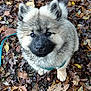 animal, autumn, brown, canine, closeup, curious, cute, dog, forest_floor, fur, green_leash, leaves, muddy, nature, outdoor, pet, playful, puppy, walk, young