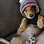 dog, puppy, knit_hat, beanie, sweater, couch, paw, belly, cute, portrait, pet, domestic_animal, cozy, brown_fur, looking_at_camera, indoor, furniture, textile, relaxed, adorable