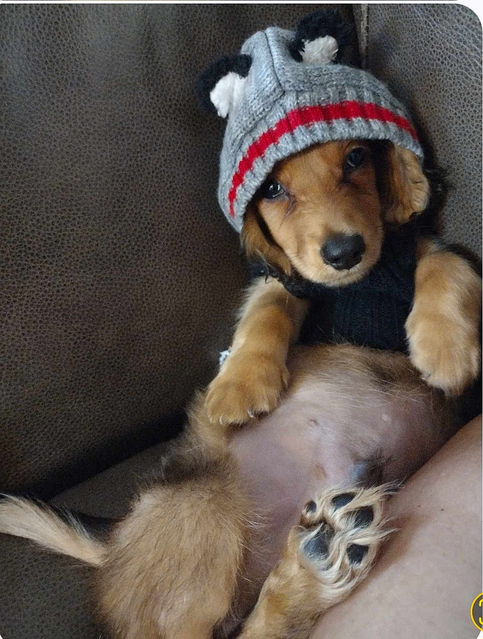 Kingston is registered to the contest to win money with this photo: dog, puppy, knit_hat, beanie, sweater, couch, paw, belly, cute, portrait, pet, domestic_animal, cozy, brown_fur, looking_at_camera, indoor, furniture, textile, relaxed, adorable