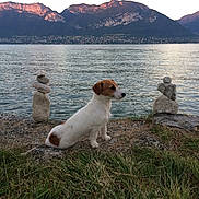 Luna participe au concours pour gagner de l'argent avec cette photo : dog, lake, mountain, rocks, grass, water, nature, outdoor, pet, stacked_stones, landscape, sunset, side_view, animal, calm, scenic, small_dog, brown_and_white, peaceful, shore