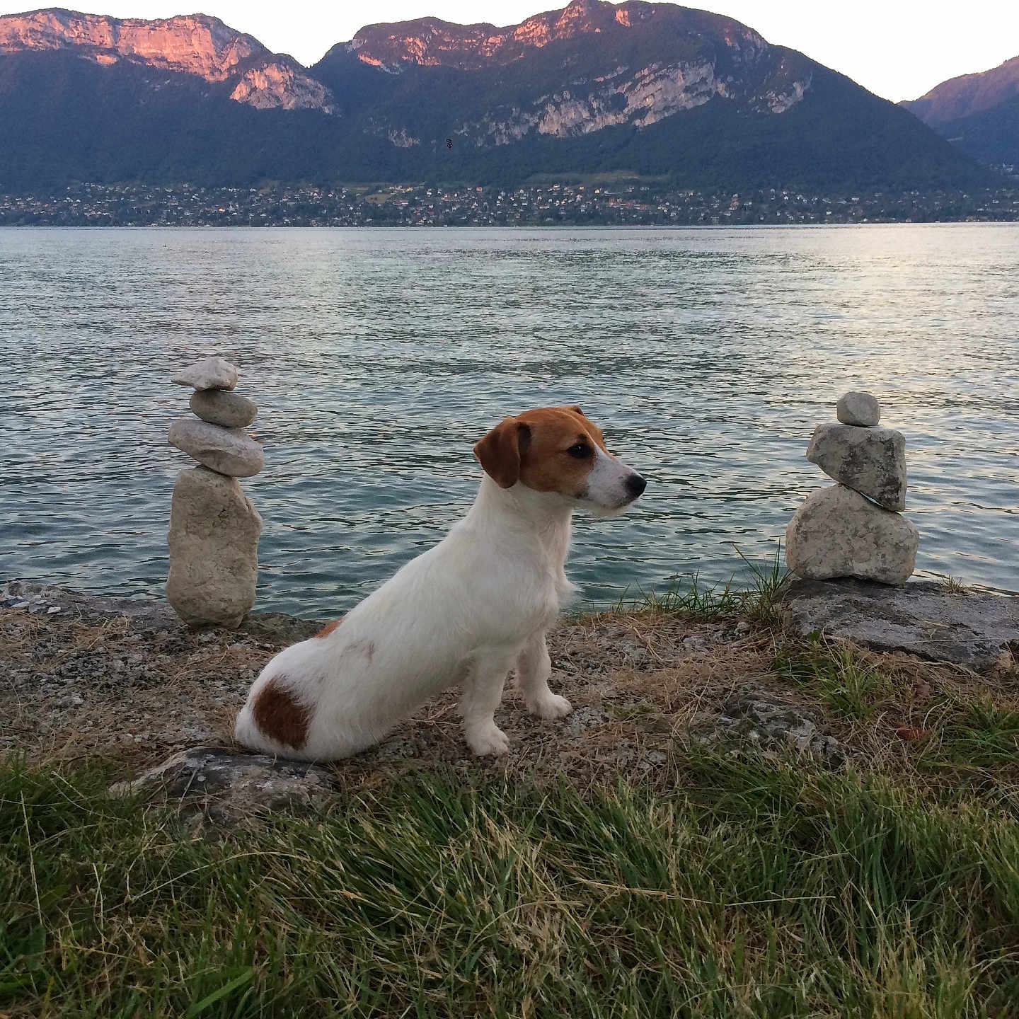 Luna participe au concours pour gagner de l'argent avec cette photo : animal, brown_and_white, calm, dog, grass, lake, landscape, mountain, nature, outdoor, peaceful, pet, rocks, scenic, shore, side_view, small_dog, stacked_stones, sunset, water