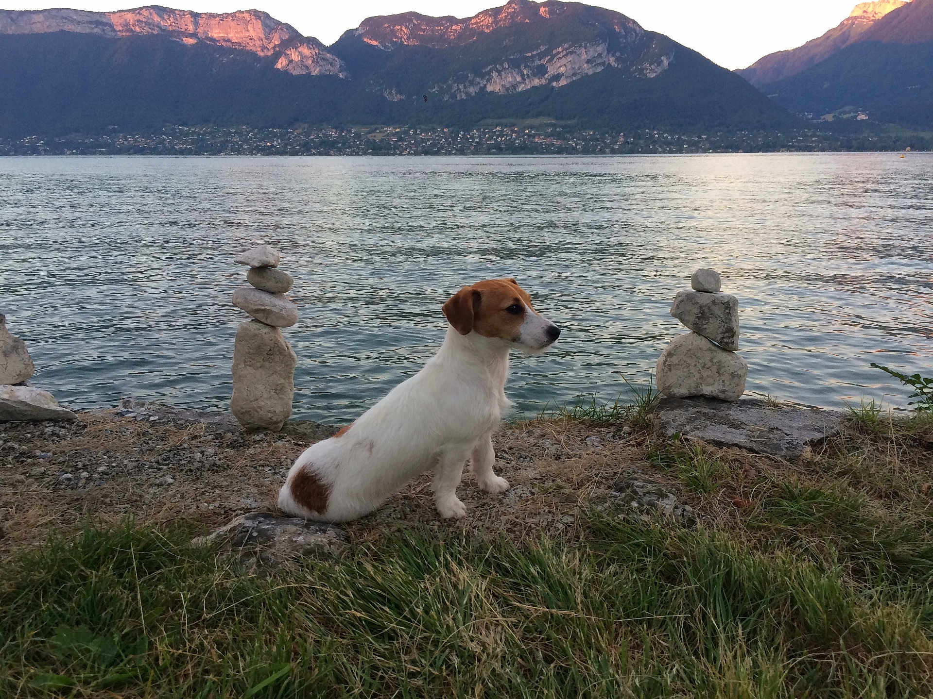 Luna participe au concours pour gagner de l'argent avec cette photo : dog, lake, mountain, rocks, grass, water, nature, outdoor, pet, stacked_stones, landscape, sunset, side_view, animal, calm, scenic, small_dog, brown_and_white, peaceful, shore