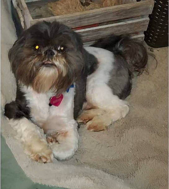 Zero joined the competition — help win amazing prizes! canidae, carnivore, comfort, companion_dog, dog, dog_breed, dog_supply, fawn, fur, hardwood, liver, maltepoo, natural_material, pet_supply, shih_poo, shih_tzu, snout, sporting_group, toy_dog, working_animal