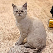 Milo is registered to the contest to win money with this photo: animal, carpet, cat, closeup, cute, domestic, ears, expression, feline, fluffy, fur, indoor, looking, mammal, pet, portrait, sitting, tail, whiskers, young