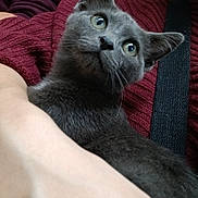 Loki joined the competition — help win amazing prizes! animal, arm, cat, close_up, cozy, curious, cute, domestic, fur, gray_cat, hand, holding, indoor, maroon_sweater, person, pet, portrait, snuggling, sweater, whiskers