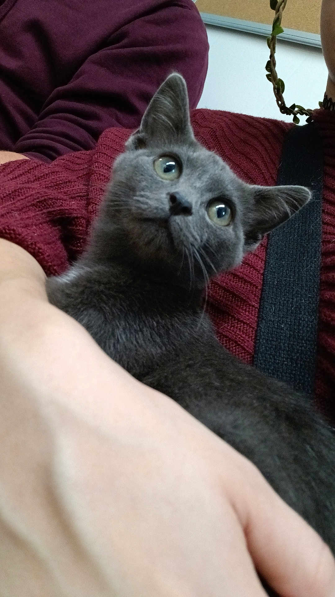 Loki