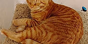 Brandon is registered to the contest to win money with this photo: animal, carpeted_cat_tree, cat, corner, cozy, cute, cute_pet, domestic_cat, feline, fur, home, indoor, orange_tabby, paw, pet, relaxed, resting, sleeping, tail, whiskers