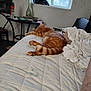 cat, orange_tabby, sleeping, bed, quilt, window, lamp, table, curtains, clothes, indoor, furniture, relaxing, pet, cozy, striped, paw, tail, domestic_animal, resting